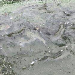 加賀フィッシングエリア 釣果