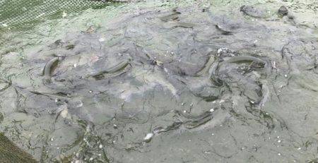 加賀フィッシングエリア 釣果