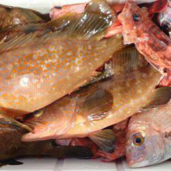 遊漁船 家入 釣果