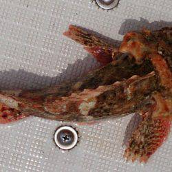 遊漁船 家入 釣果