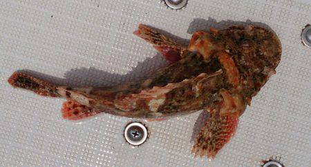 遊漁船 家入 釣果