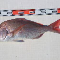 遊漁船 家入 釣果