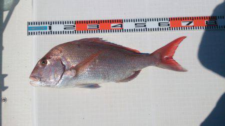 遊漁船　家入 釣果