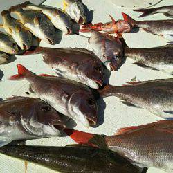 タイラバ遊漁船 ワンピース 釣果