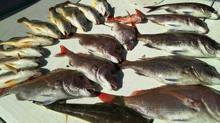 タイラバ遊漁船 ワンピース 釣果