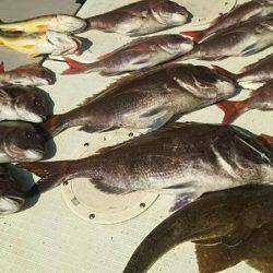 タイラバ遊漁船 ワンピース 釣果