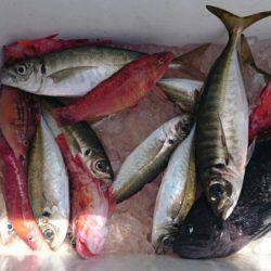海龍丸（石川） 釣果