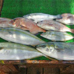 海の釣堀 海恵 釣果