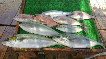 海の釣堀 海恵 釣果