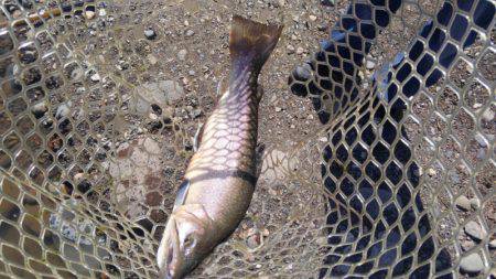 つりぼりあかし 釣果