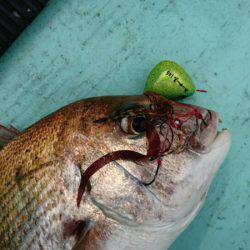 和栄丸 釣果