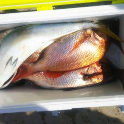 ブルドック 釣果