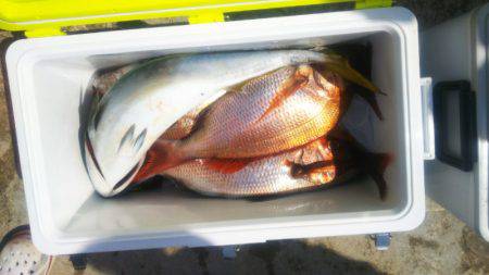 ブルドック 釣果