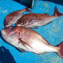 だて丸 釣果