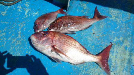 だて丸 釣果