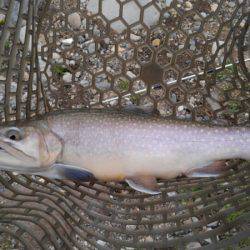 つりぼりあかし 釣果