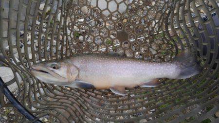 つりぼりあかし 釣果