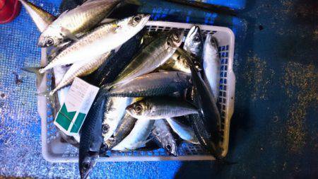 海龍丸（石川） 釣果