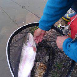 つりぼりあかし 釣果