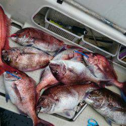 ARCADIAⅡ (アルカディアⅡ) 釣果