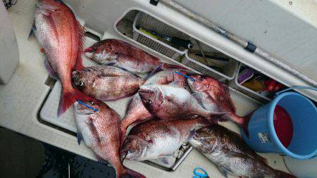 ARCADIAⅡ (アルカディアⅡ) 釣果