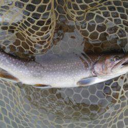 つりぼりあかし 釣果