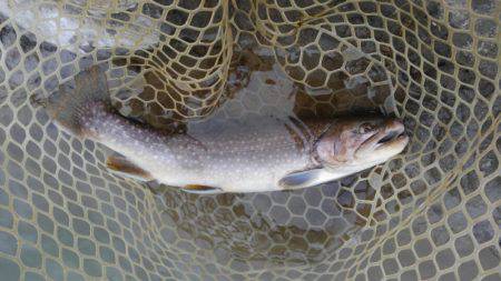 つりぼりあかし 釣果