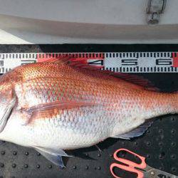 ARCADIAⅡ （アルカディアⅡ） 釣果