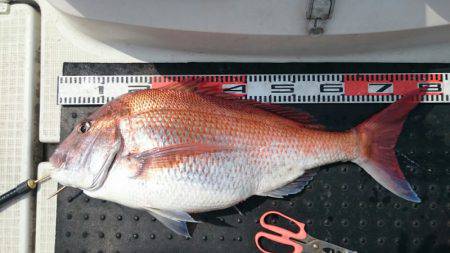 ARCADIAⅡ （アルカディアⅡ） 釣果