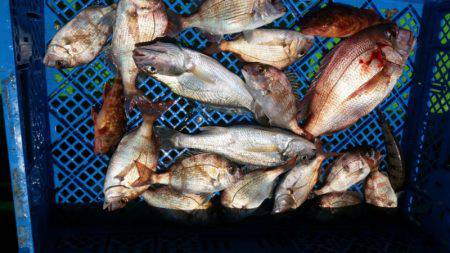 小島丸 釣果