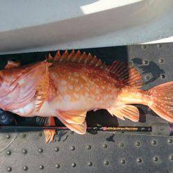 ARCADIAⅡ (アルカディアⅡ) 釣果