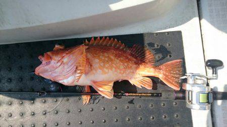 ARCADIAⅡ (アルカディアⅡ) 釣果