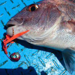 だて丸 釣果