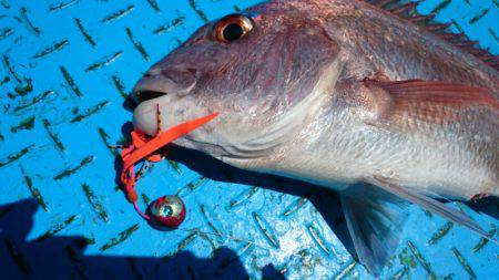 だて丸 釣果