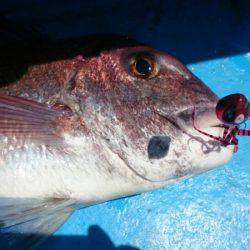 だて丸 釣果