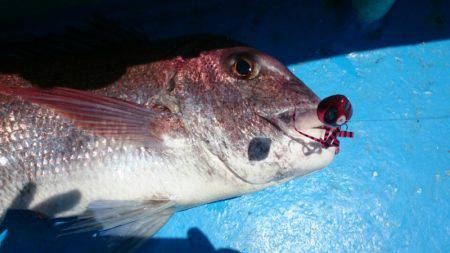 だて丸 釣果