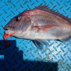 だて丸 釣果
