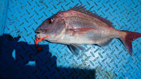 だて丸 釣果