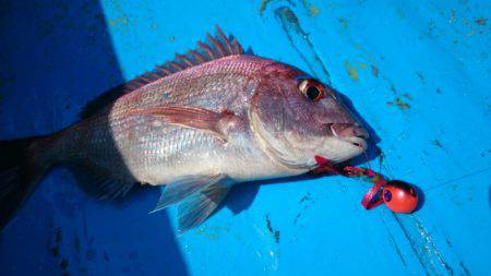 だて丸 釣果