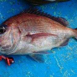 だて丸 釣果