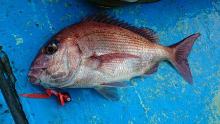 だて丸 釣果