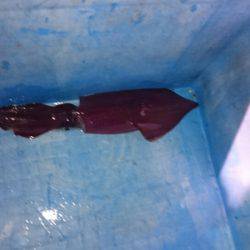 海龍丸（石川） 釣果