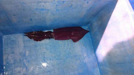 海龍丸（石川） 釣果