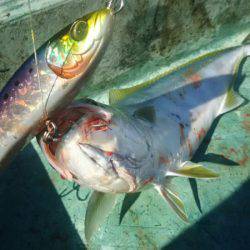 サンマリン 釣果