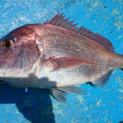 だて丸 釣果