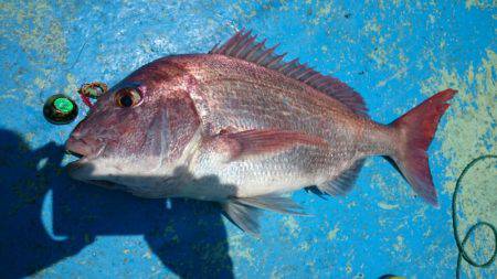 だて丸 釣果