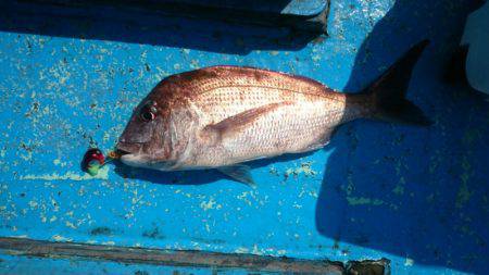 だて丸 釣果