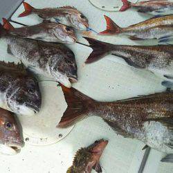 タイラバ遊漁船 ワンピース 釣果