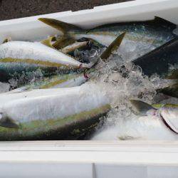 あみや渡船 JIGBOY 釣果