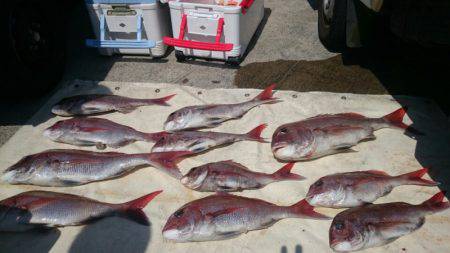 だて丸 釣果